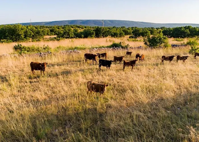 فيلة Adela Zitnic